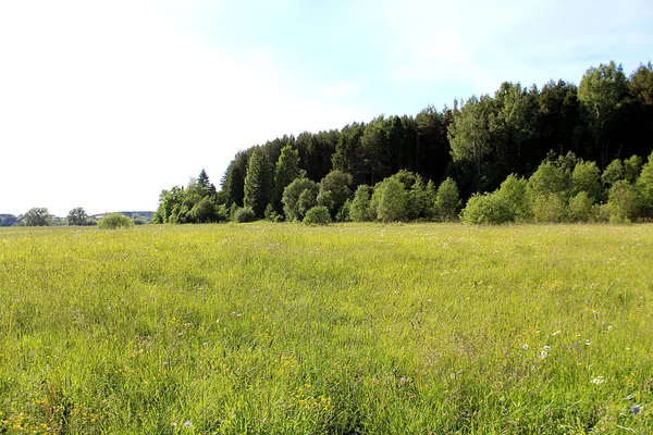 Yaz peyzaj alanı orman açık havada çiçek