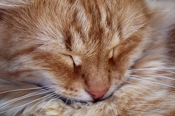 Красная Кошка Лежит Закрытыми Глазами Спит — стоковое фото
