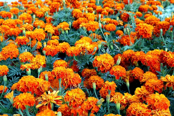 Orange Flowers Growing Open Air — стоковое фото