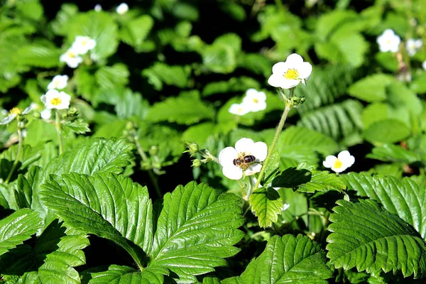 Flor Fresa Blanca Polinizada Por Una Abeja Clima Cálido — Foto de Stock