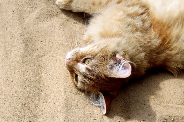 Gato Vermelho Deitado Areia Descansando — Fotografia de Stock