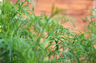 Yaz aylarında büyüyen yeşil sulu çim