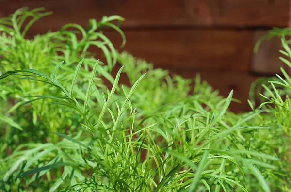 夏季绿色多汁草生长 — 图库照片