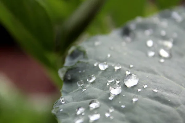 在一棵卷心菜叶子上雨后的水滴 — 图库照片
