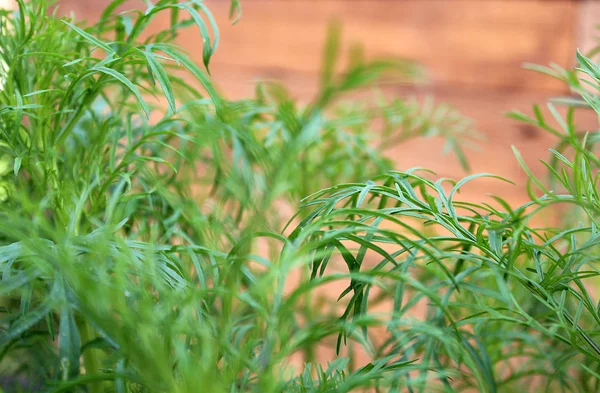 Yaz aylarında büyüyen yeşil sulu çim