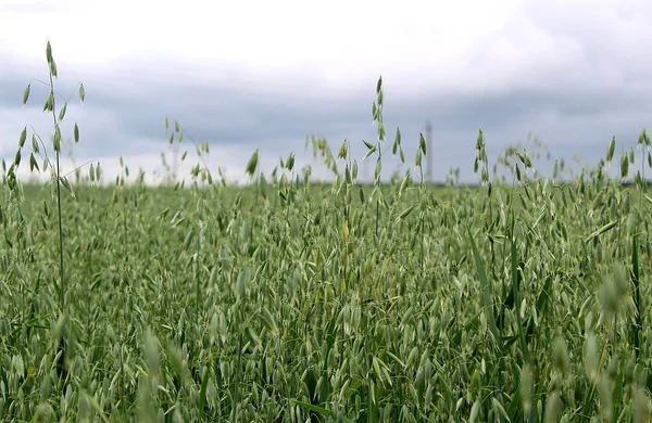 Gröna Korn Fältet Sommardag — Stockfoto