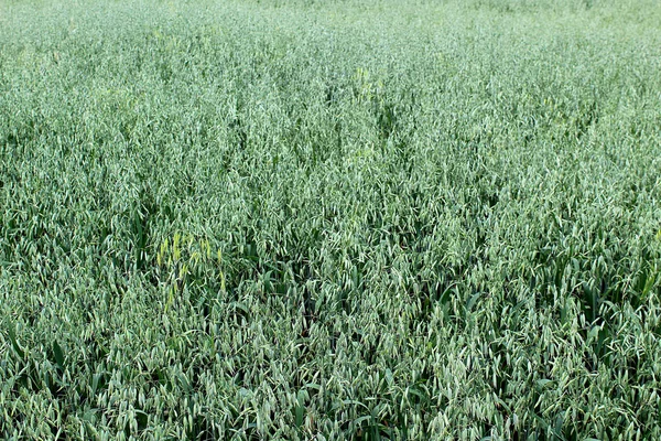 Gröna Korn Fältet Sommardag — Stockfoto