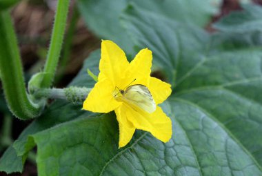 bir kelebek bir nektar üzerinden bir salatalık çiçek yiyor