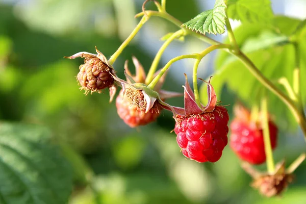 Frambuesa Roja Colgando Una Rama Una Noche Verano — Foto de Stock