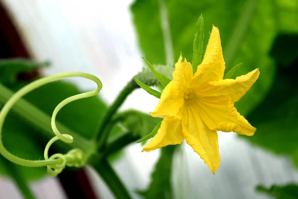 Yellow Cucumber Flower Blooms Outdoors Summer — Stock Photo, Image