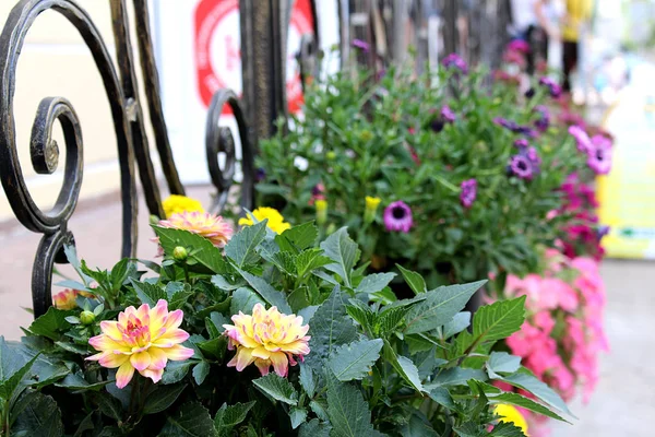 Olika Blommor Planterade Nära Staketet Staden — Stockfoto