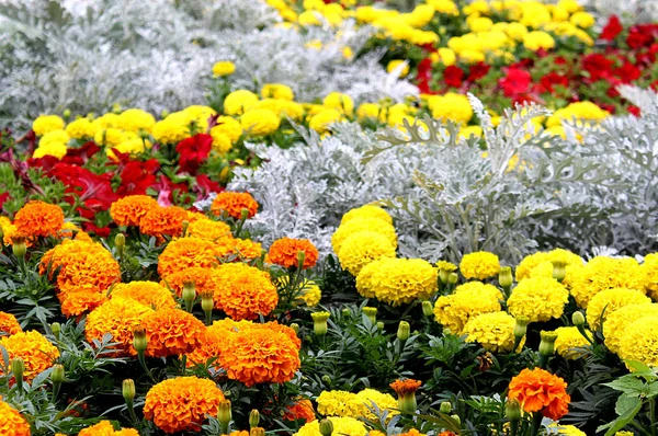 Feldblumen Von Ringelblumen Verschiedenen Farben — Stockfoto