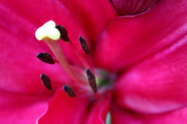 ercik ve havaneli kırmızı lily yakın çekim