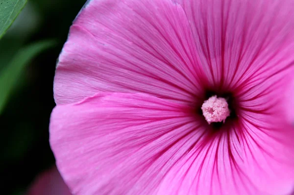 Розовый Цветок Laveter Крупным Планом Цветов Клумбе — стоковое фото