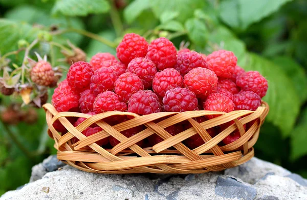 Raspberry Fresh Juicy Lays Basket — Stock Photo, Image