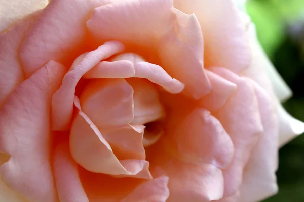 Velký Květ Jemné Růžové Růže — Stock fotografie
