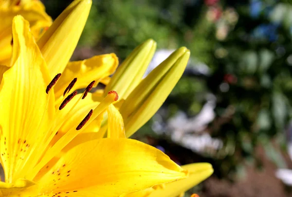 Açık Havada Sarı Zambak Çiçekler — Stok fotoğraf