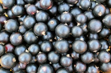 doku yaz olgun meyveler siyah frenk üzümü arka plan