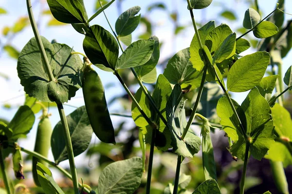 夏绿豌豆在花园里生长 — 图库照片