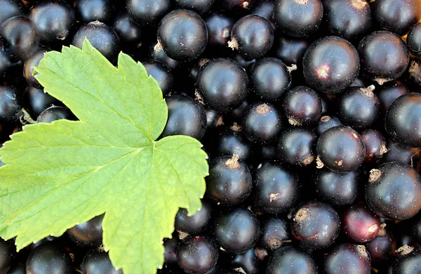 Textura Verano Bayas Maduras Grosella Negra Con Hoja — Foto de Stock