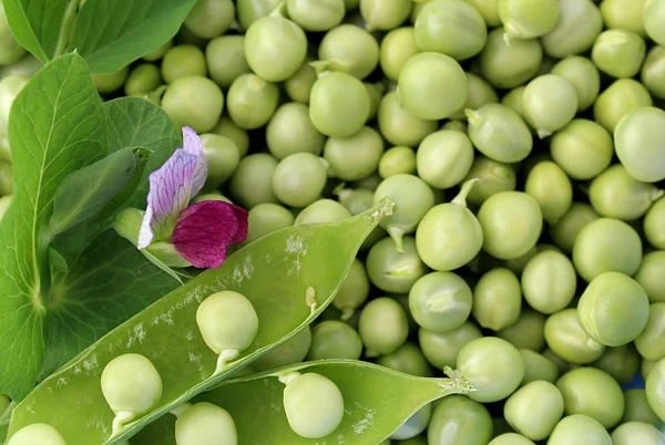 taze bitki çiçek yeşil bezelye
