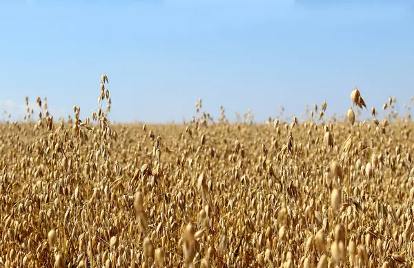 Grande Campo Centeio Verão Antes Colheita — Fotografia de Stock