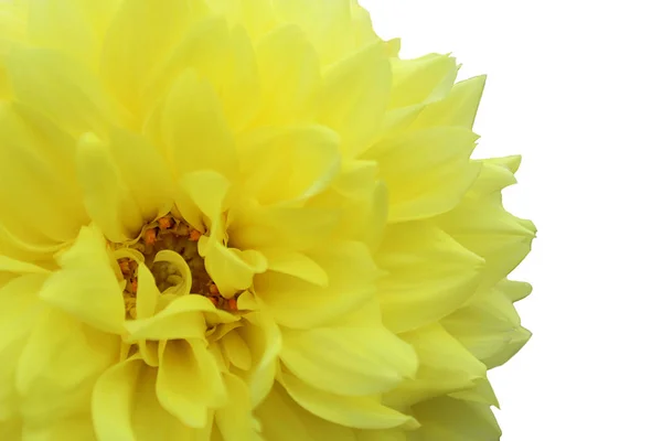 Texture Bright Yellow Dahlia Flower Close Background — Stock Photo, Image
