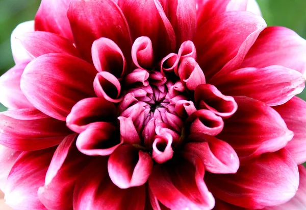 Texture Une Grande Fleur Dahlia Rouge Gros Plan — Photo