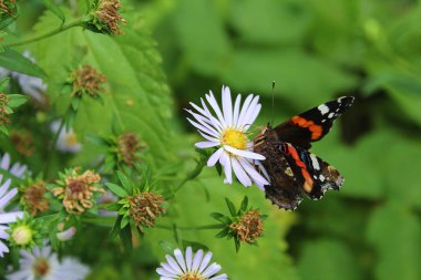 bir kelebek bir çiçek üzerinde oturur ve polen yiyor
