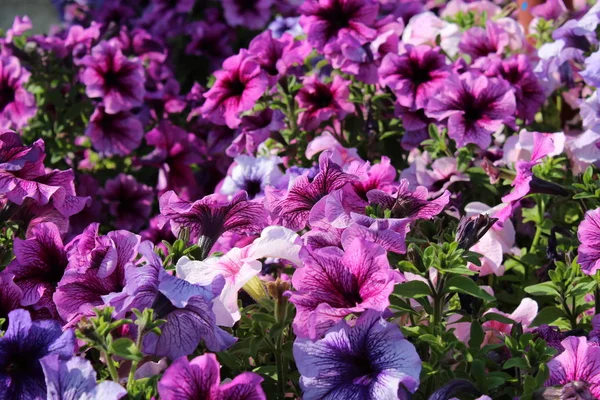 Много Цветов Растущих Открытом Воздухе Фиолетовый Цвет — стоковое фото