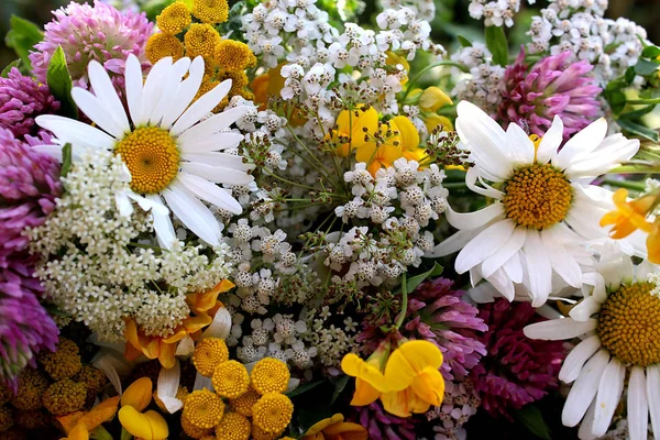 Boeket Van Weide Geneeskrachtige Planten Van Bloemen — Stockfoto