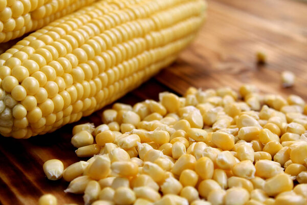 fresh harvest of ripe, juicy, young corn