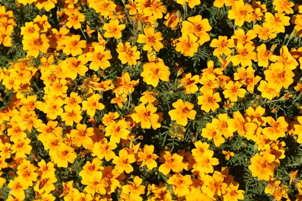 Das Feld Besteht Aus Vielen Gelben Kleinen Blüten — Stockfoto