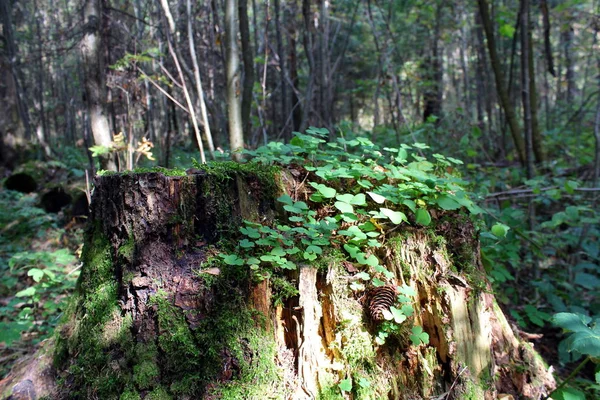 Orat Okraj Lesa Ohně — Stock fotografie