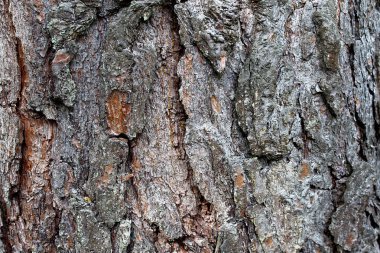 kabuk ağacı çam kahverengi renk arka plan dokusu