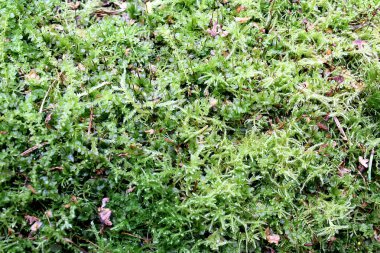 Ormanın içinde büyüyen yeşil yosun doku