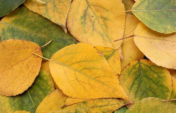 Textur Gelbe Herbstblätter Auf Dem Hintergrund Eines Holzbretts — Stockfoto