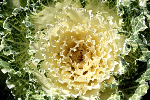 Fundo Grande Flor Branco Verde Como Repolho — Fotografia de Stock