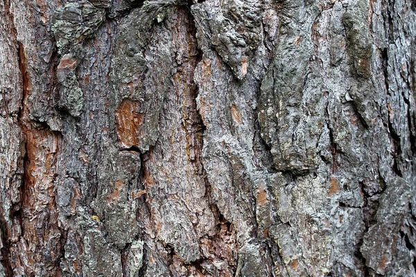 Konsistens Bark Träd Tall Brun Färg Bakgrunden — Stockfoto