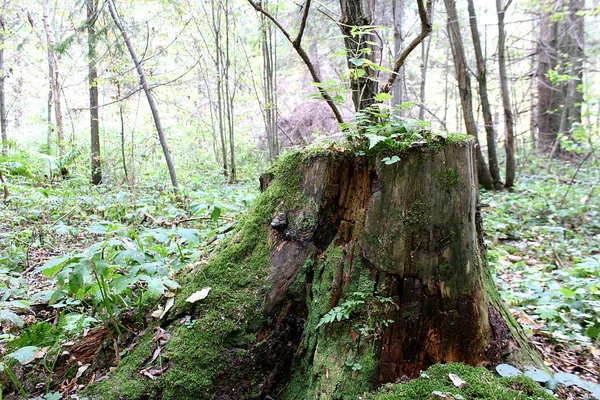 Labouré Bord Forêt Feu — Photo