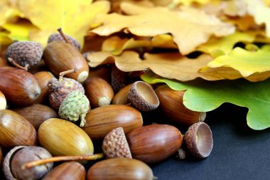 meşe yaprağı ve meşe palamudu bir şapka ile