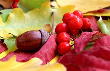 meşe palamutları ve üvez meyveleri arka plan meşe yaprakları