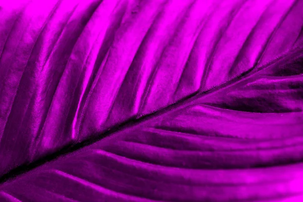 Texture Purple Big Leaf Close — Stock Photo, Image