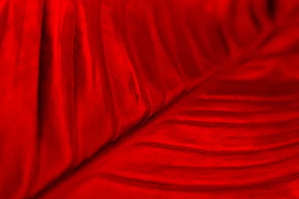 Textury Červený Velký List Zblízka — Stock fotografie