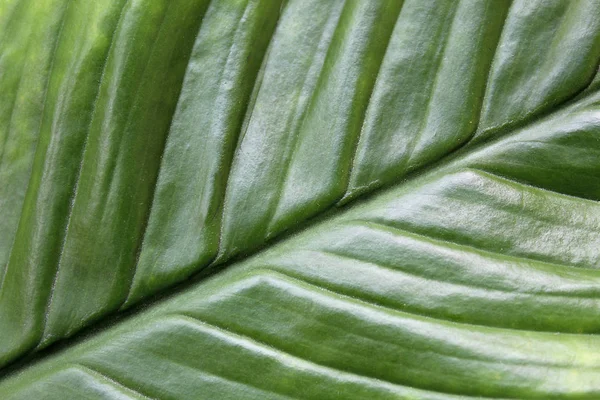 Weiße Perlen Auf Blauem Hintergrund — Stockfoto