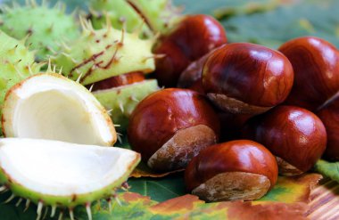 kestane somun kahverengi renk