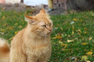 Kırmızı kedi bakışları