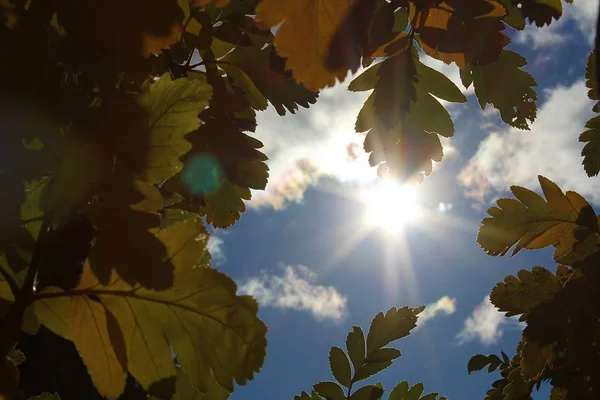 Die Sonnenstrahlen Sickern Durch Das Herbstlaub — Stockfoto