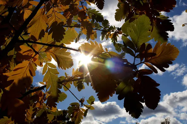 Die Sonnenstrahlen Sickern Durch Das Herbstlaub — Stockfoto