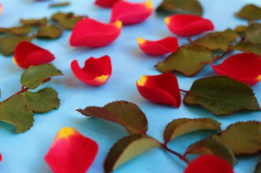 Mavi bir arka plan üzerinde dağınık kırmızı gül yaprakları